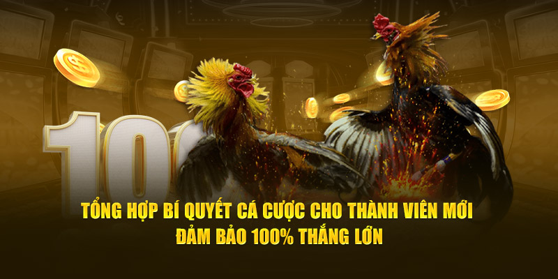 Tổng hợp bí quyết cá cược cho thành viên mới đảm bảo 100% thắng lớn