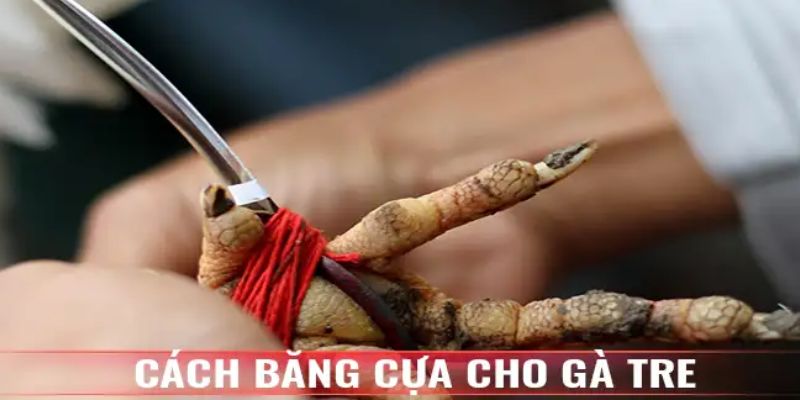 Cách băng cựa gà 2 cây trên với gà tre