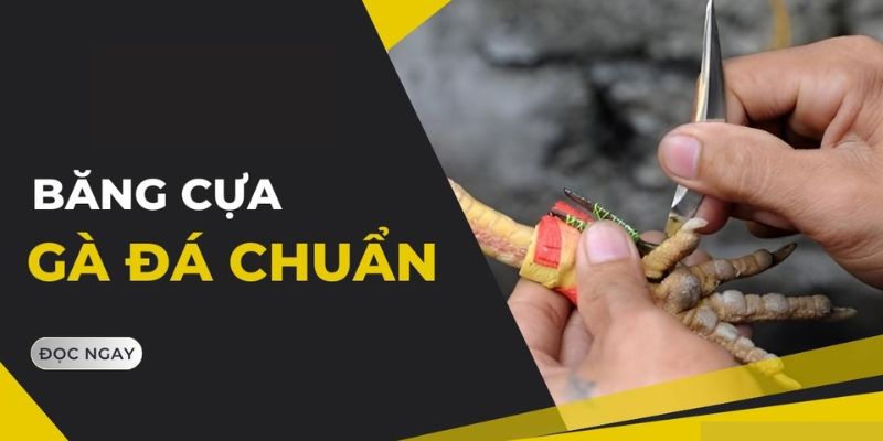 cách băng cựa gà 2 cây trên