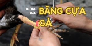 cách băng cựa gà đá thumb