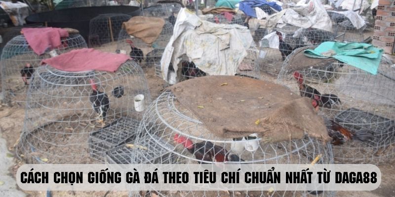 Tìm hiểu về những cách chọn giống gà đá chuẩn nhất theo daga88