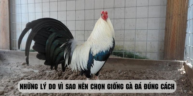 Khám phá những lý do vì sao nên chọn giống gà đá đúng cách