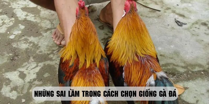 Những lưu ý quan trọng trong cách chọn giống gà để không mắc sai lầm