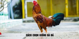 Cách Chọn Giống Gà Đá thumb