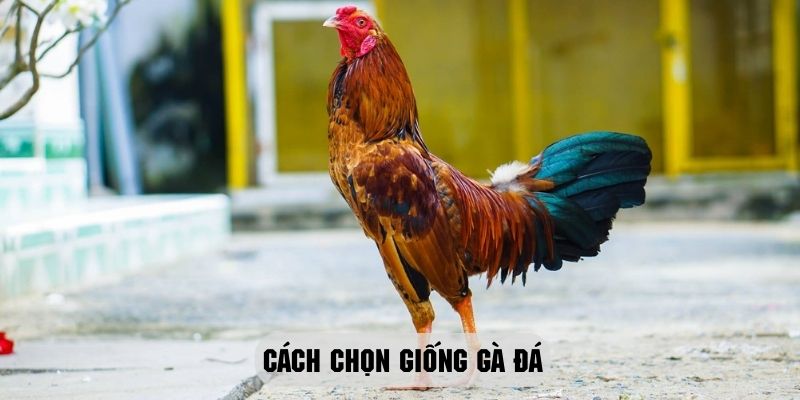 Cách Chọn Giống Gà Đá thumb