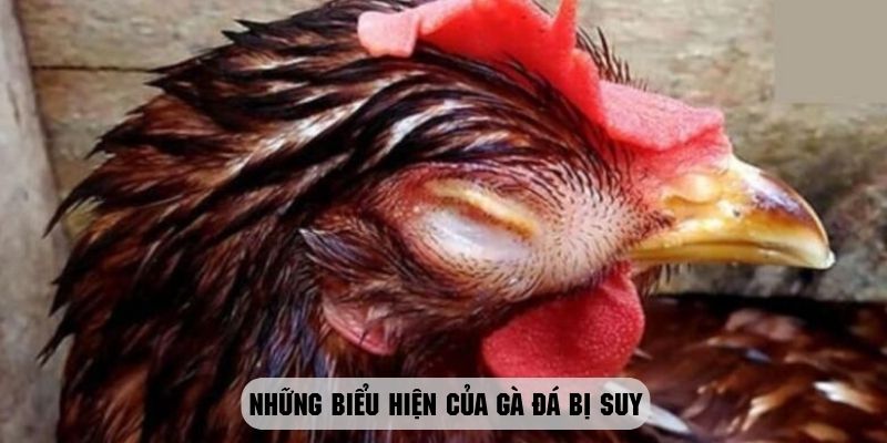 Biểu hiện của gà đá bị suy dễ dàng nhận thấy