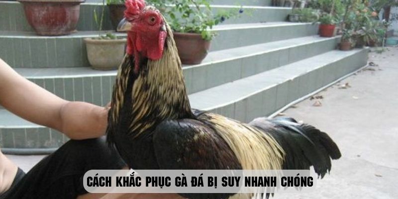 Hướng dẫn cách khắc phục và lấy lại phong độ cho gà đá đang bị suy