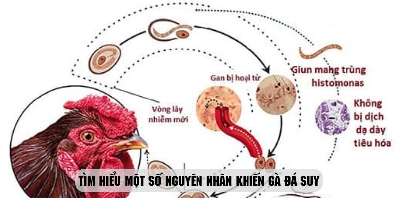 Tìm hiểu một số nguyên nhân khiến gà đá suy kiệt sức