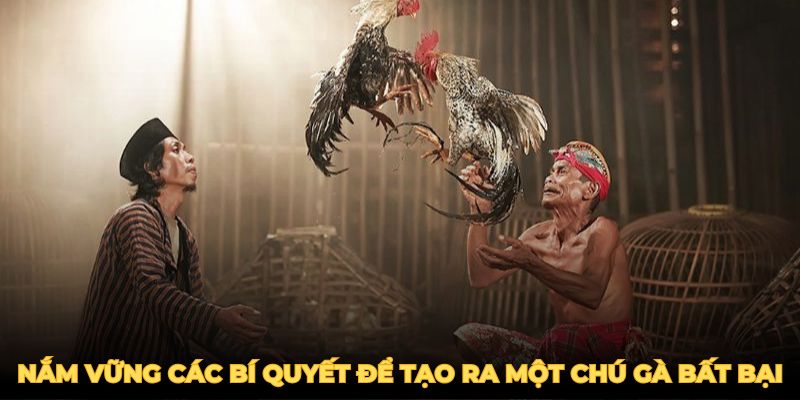 Nắm vững các bí quyết trên để tạo ra một chú gà đá đòn độc bất bại