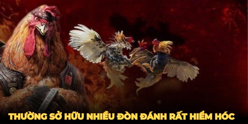 Gà đá đòn độc thường sở hữu nhiều đòn đánh rất hiểm hóc