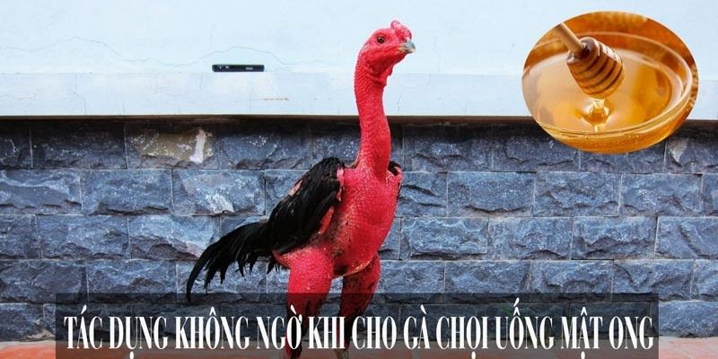 Tác dụng hồi sức khi cho gà chọi uống mật ong