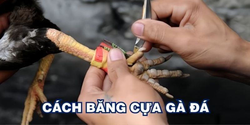 Lưu ý quan trọng để băng cựa gà đúng kỹ thuật