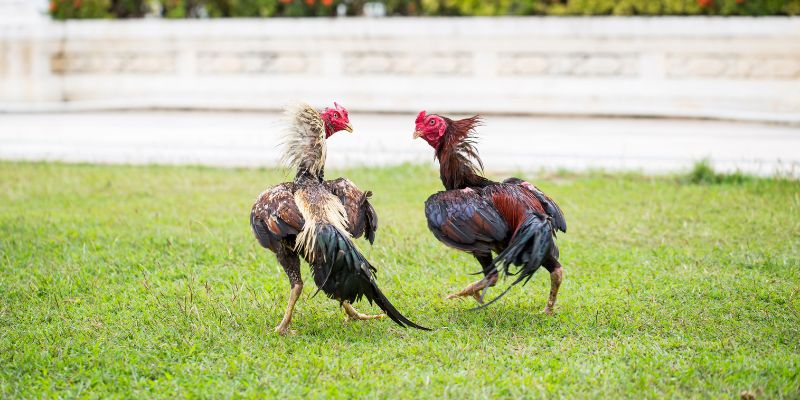 Tập trung vào sức khỏe và kỹ năng sẽ giúp chiến kê trở nên dũng mãnh