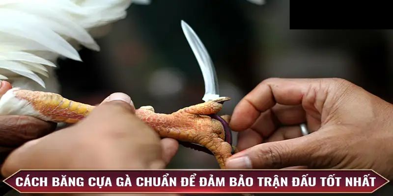 Vì sao cần phải tiến hành băng cựa gà?